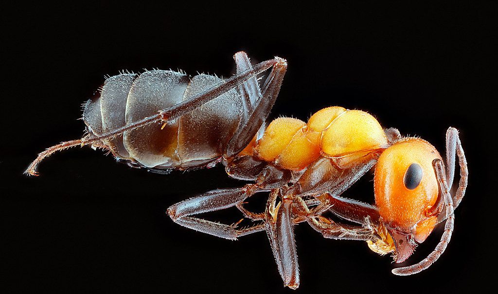 Ant Control service in Delray Beach, FL