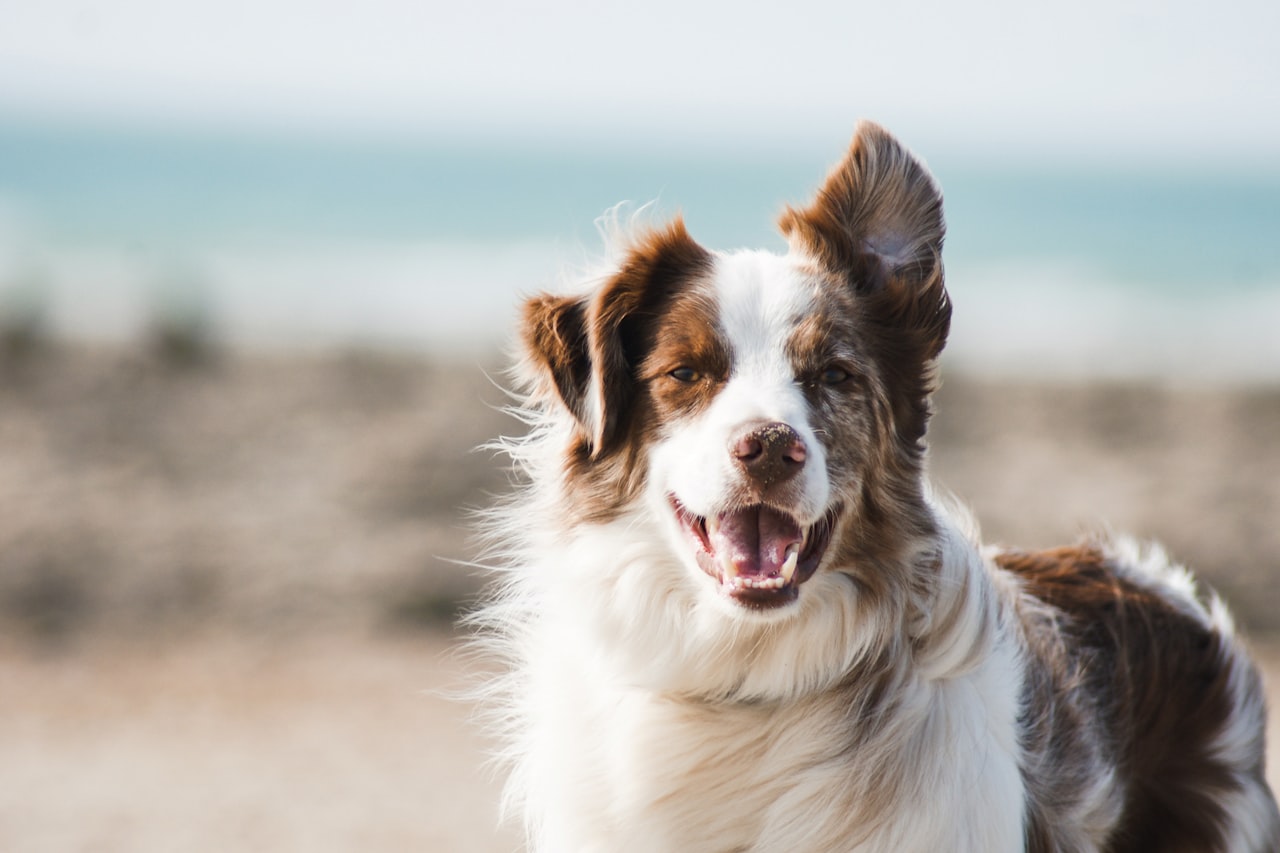 Flea & Tick Control service in Delray Beach, FL