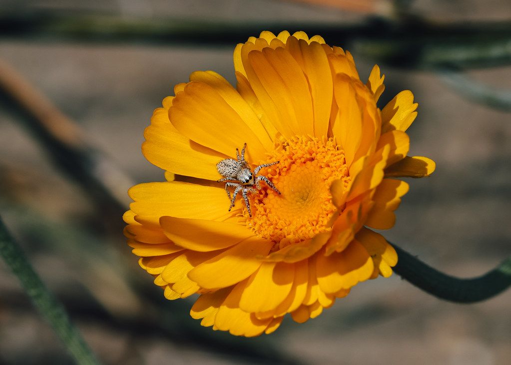 Spider Control service in Delray Beach, FL
